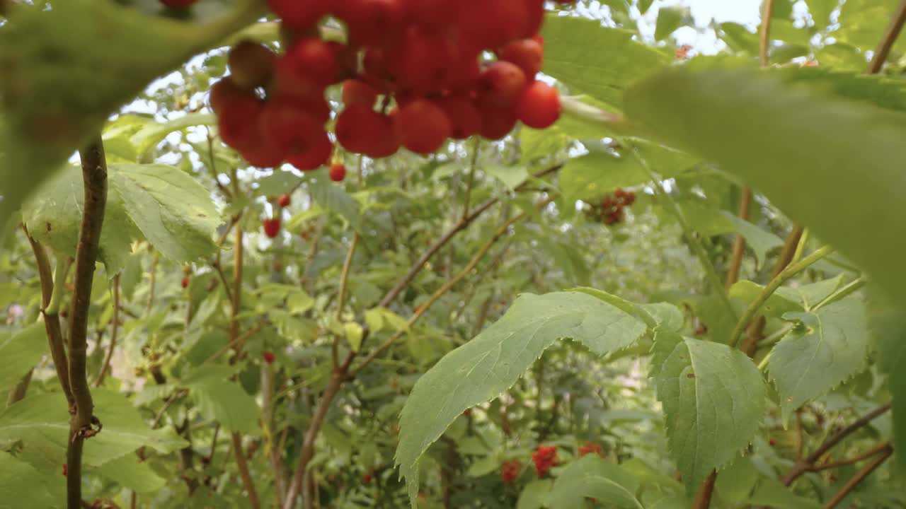 红色接骨木果实挂在爱沙尼亚的茎上视频素材