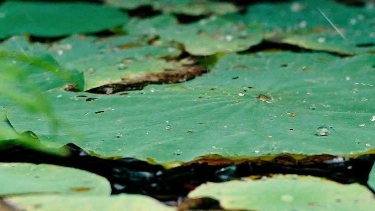 雨点落在池塘里的荷叶上视频素材