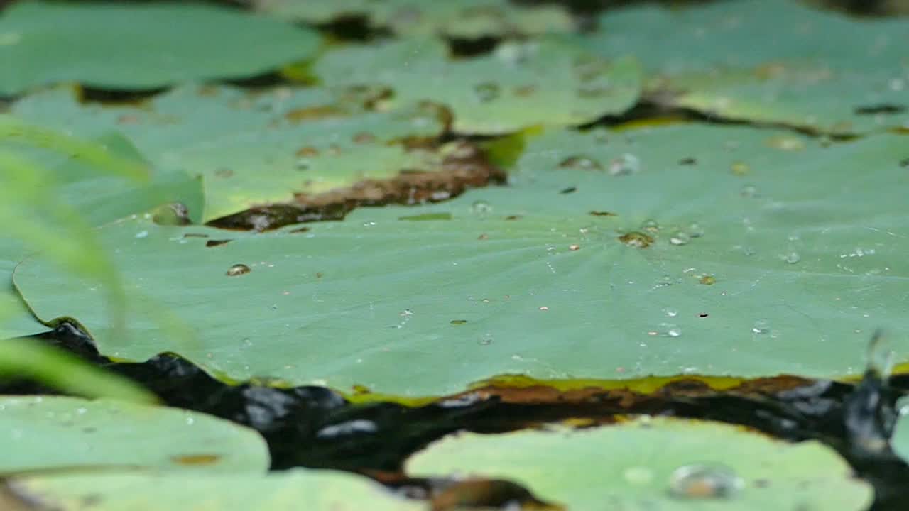 雨点落在池塘里的荷叶上视频素材