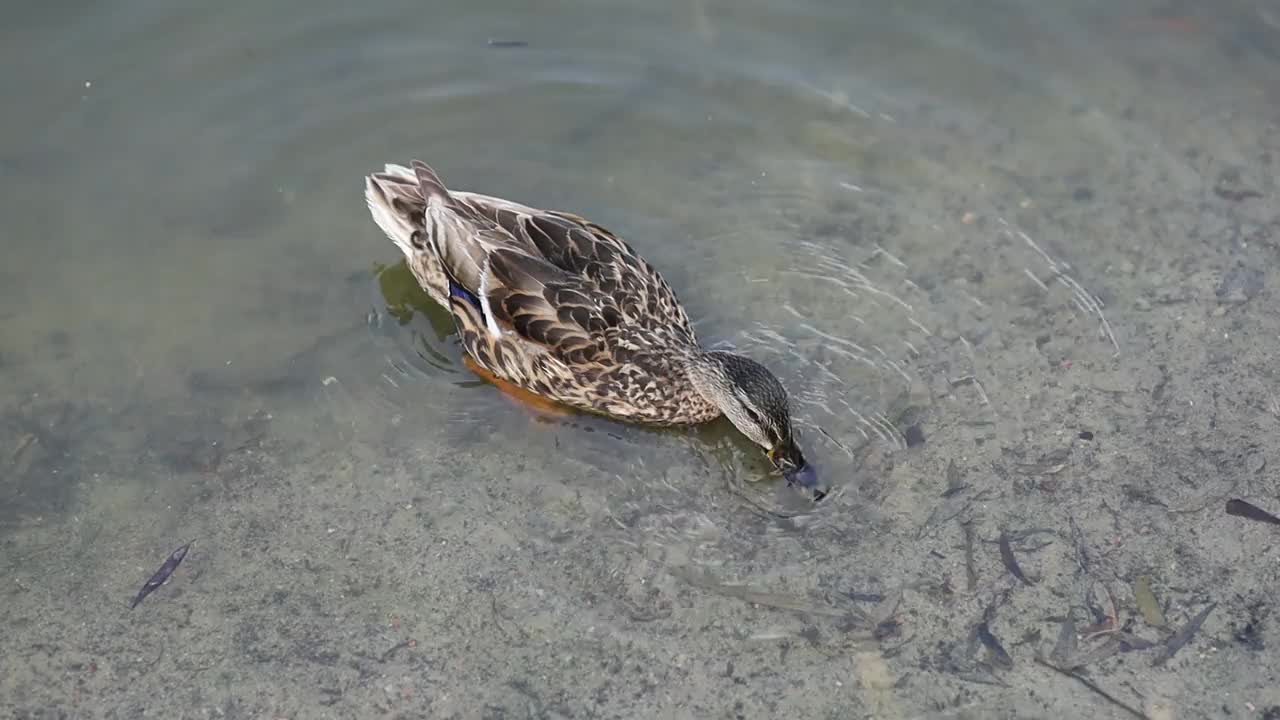 水面上的野鸭。湖上的棕色鸭子视频素材