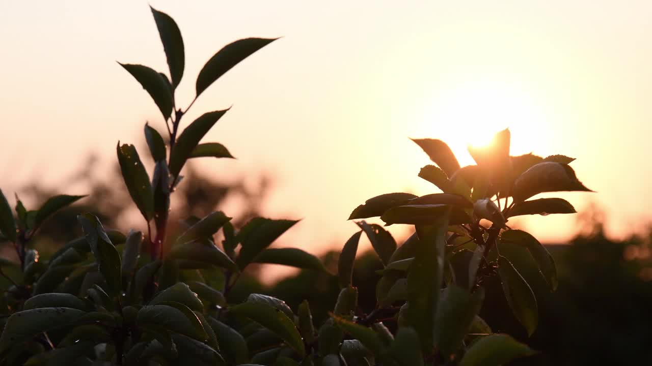 樱桃树的叶子在金色的夕阳中摇曳，伴着太阳的光芒视频素材