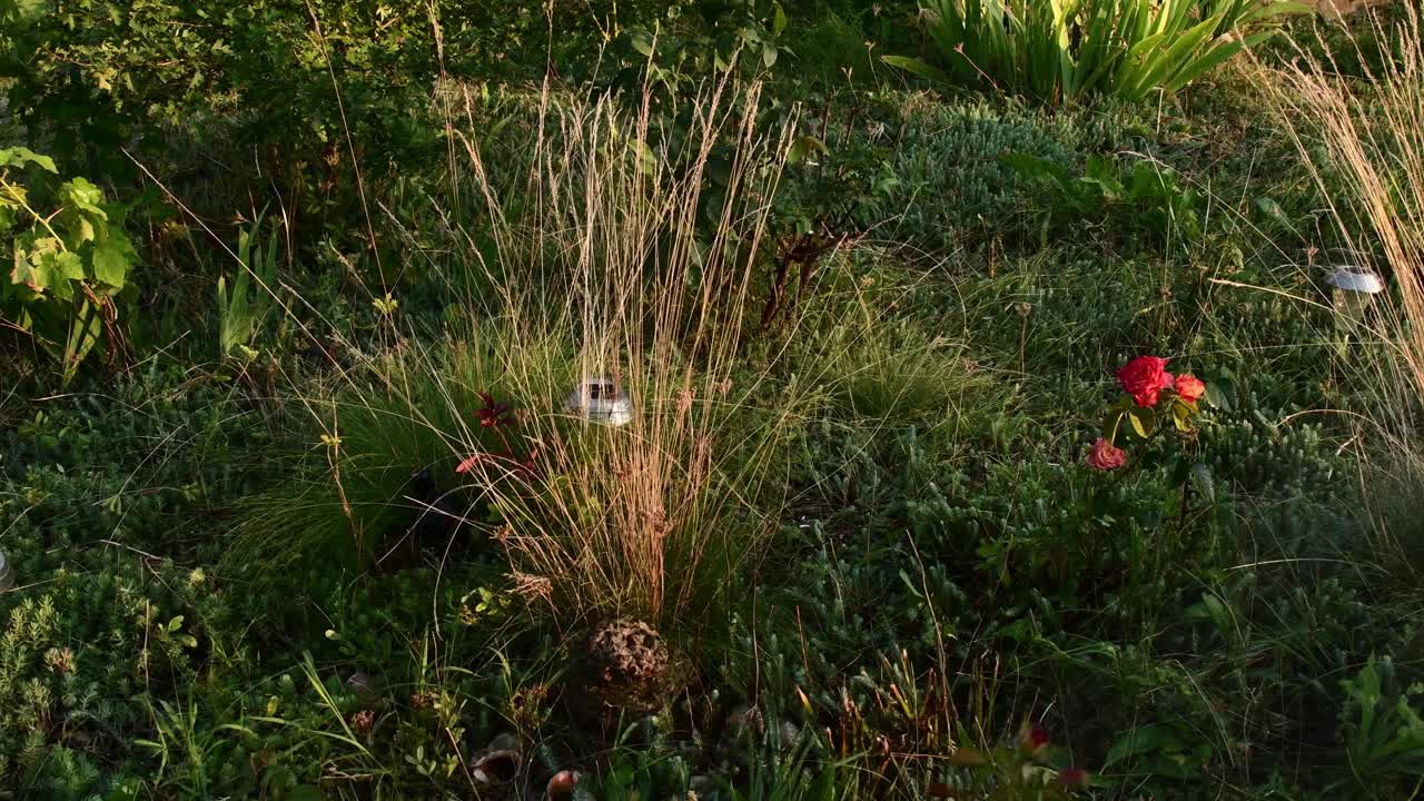 水从花园软管的喷淋器和花坛喷射视频素材