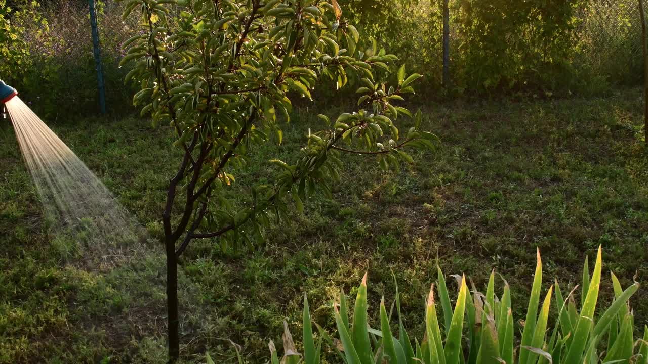 男性手拿花园软管和浇灌花园树木和植物视频素材