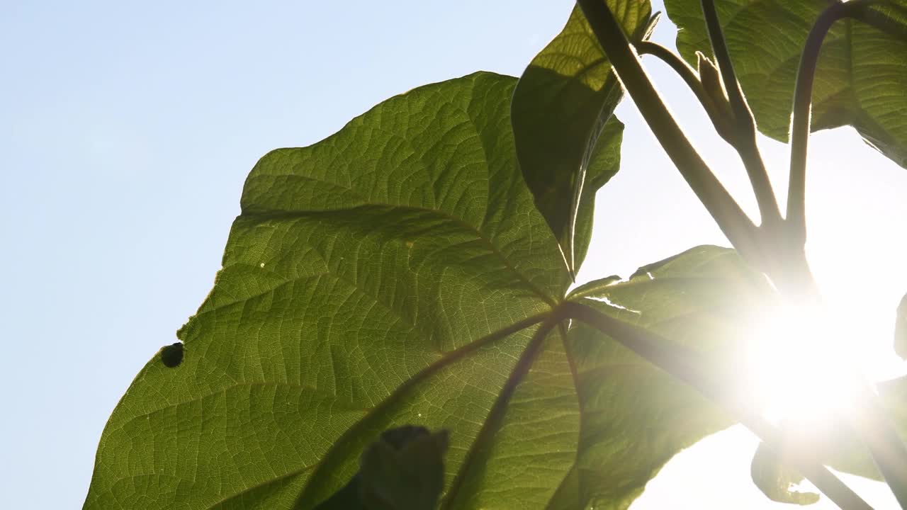 泡桐树叶上的瓢虫在金色的日落与太阳耀斑中摇曳视频素材