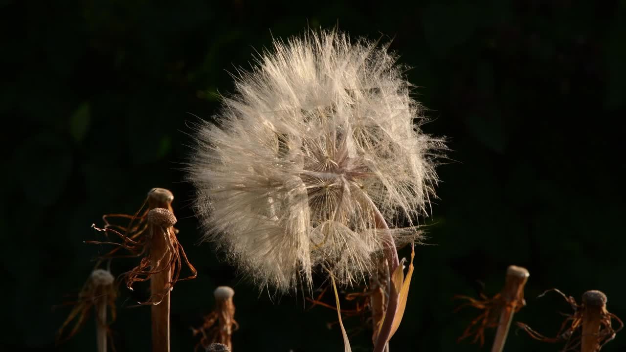 蒲公英状的蓬松种子头的花叫山羊胡子在风中视频素材