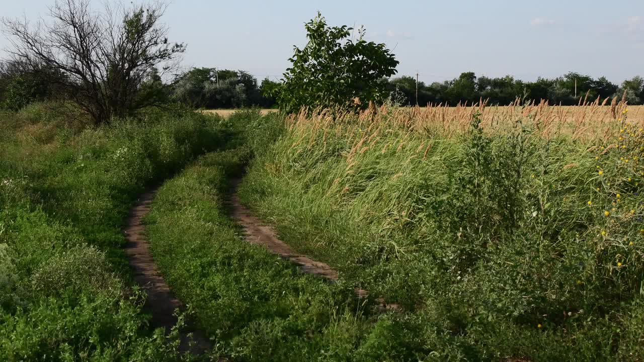 杂草丛生的乡村道路景观与谷类作物田和天空中的云视频素材