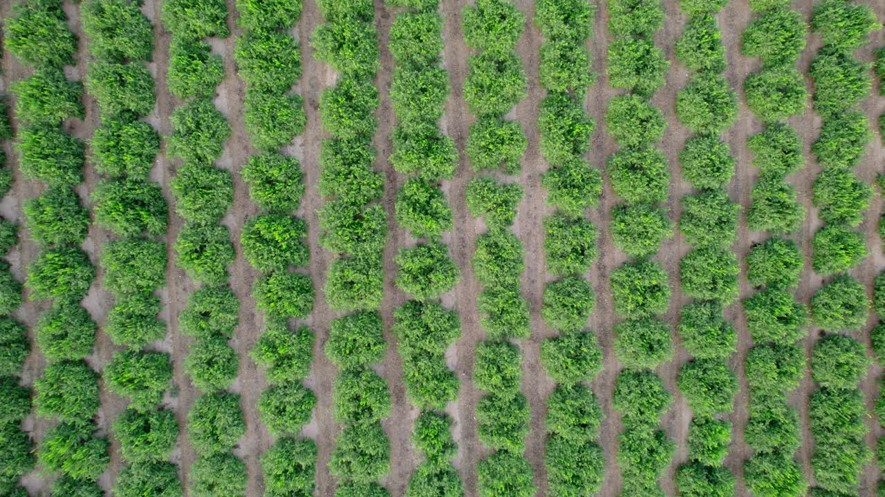 果园，柑橘树的种植。树木生长在干旱的土地上，由人工水库灌溉。视频素材