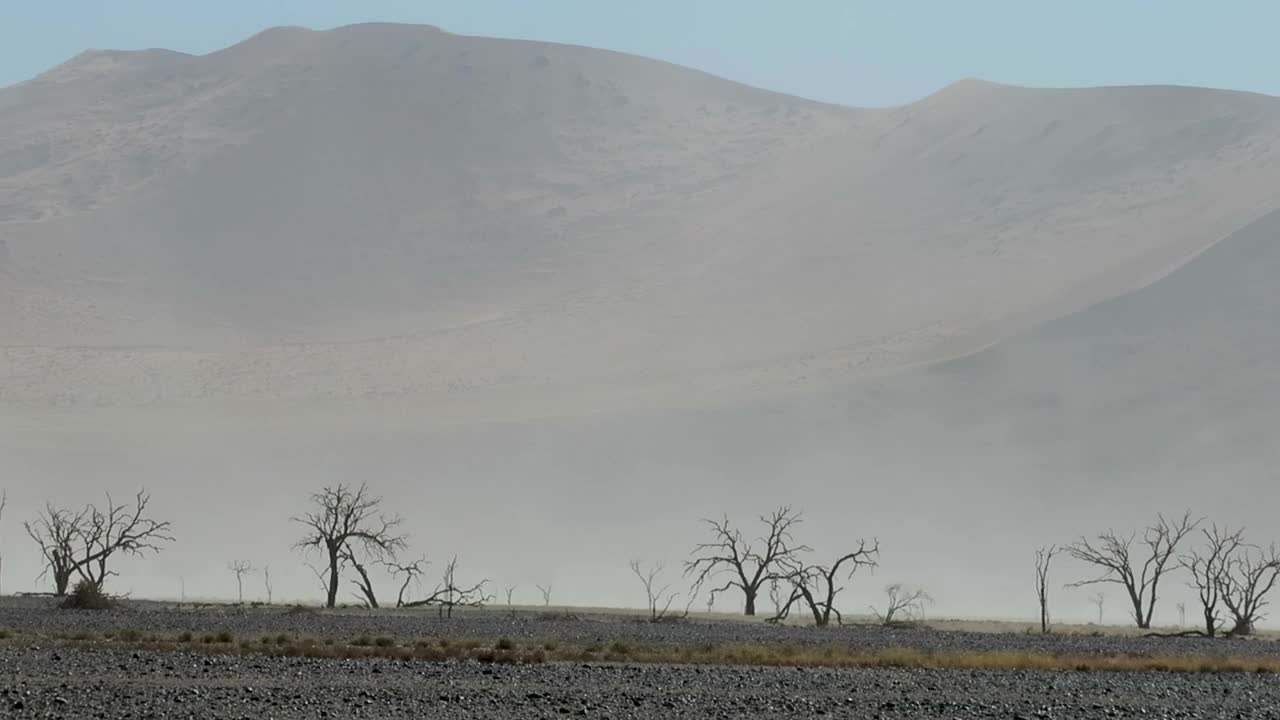 沙尘暴和干燥的死树在沙漠景观视频素材