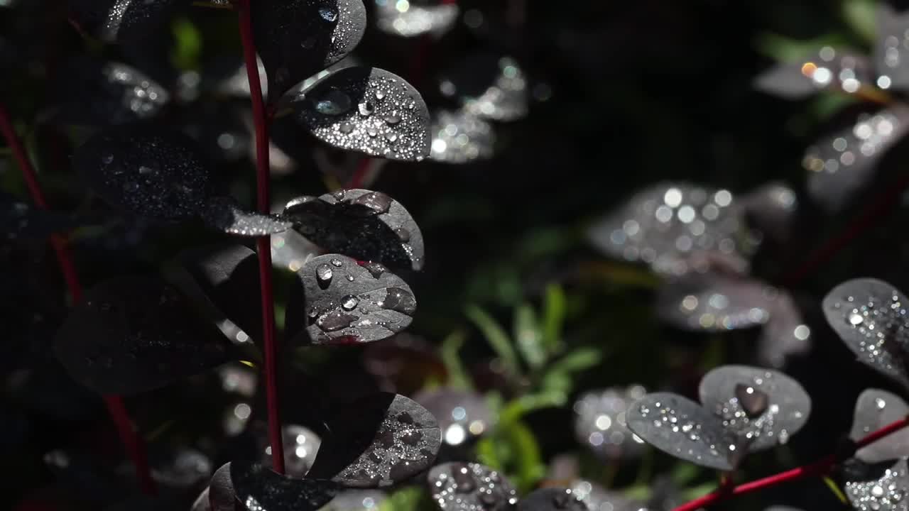 大而美丽的透明的雨水滴在紫色的叶子宏观。清晨的露珠在阳光下闪闪发光。视频素材