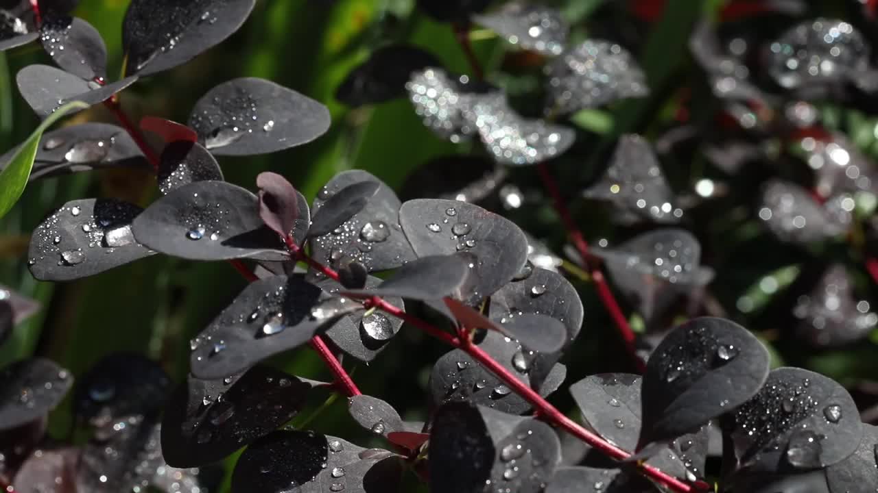 大而美丽的透明的雨水滴在紫色的叶子宏观。清晨的露珠在阳光下闪闪发光。视频素材