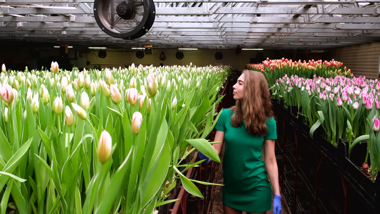 穿着绿色衣服的女孩在郁金香花房里工作视频素材