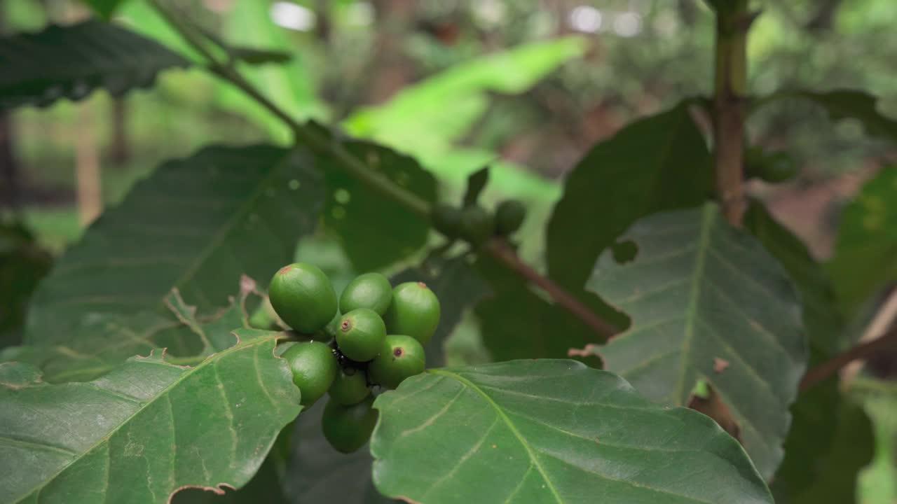 法默拿着咖啡豆在植物上检查植物疾病。视频素材