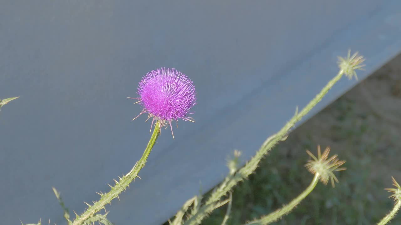 明亮的粉红色蓟在风中在中等距离视频素材