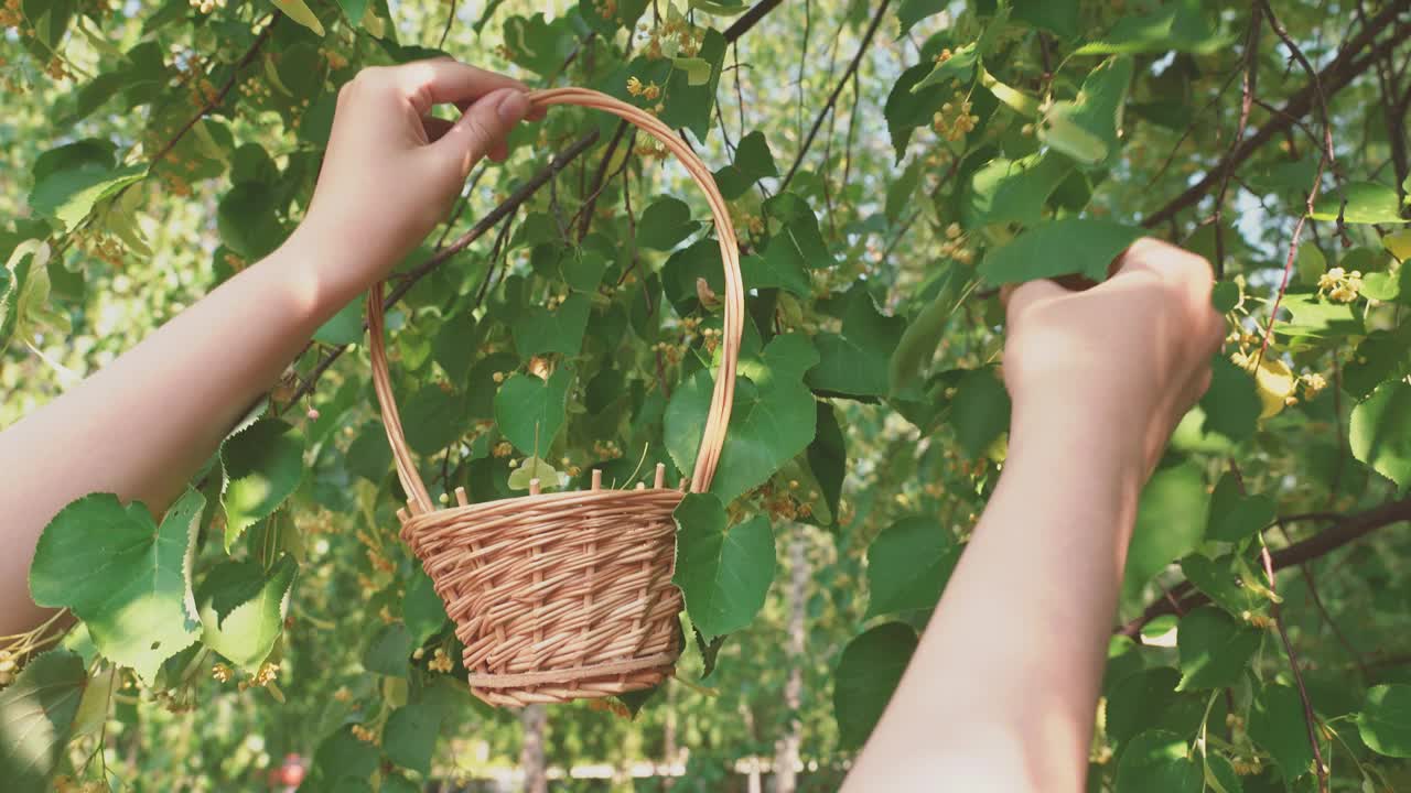 女药师手摘摘菩提树花，放在柳条篮子里，用来泡茶治病视频素材