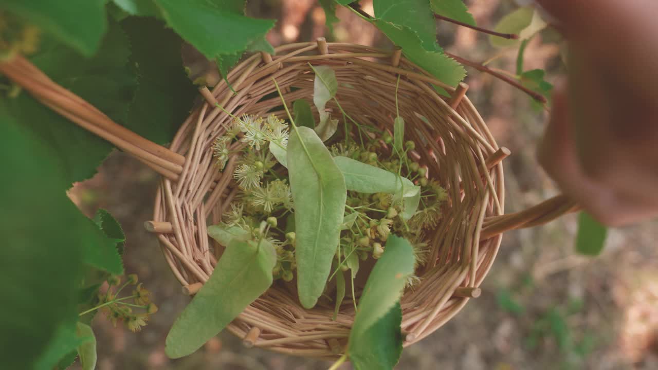 女药师手摘摘菩提树花，放在柳条篮子里，用来泡茶治病。俯视图视频素材