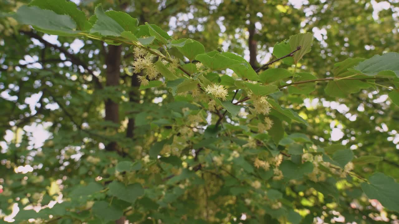 清晨，一位女药师的手从树枝上采集盛开的菩提树花视频素材