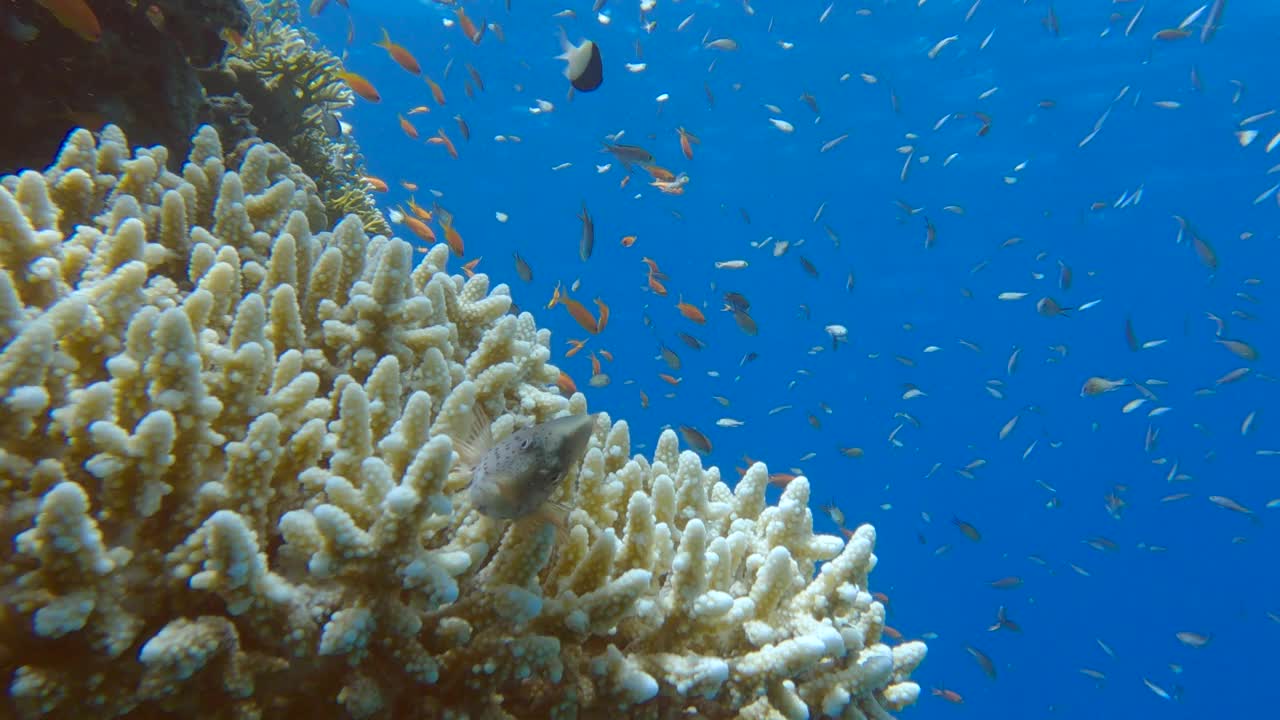 五颜六色的热带鱼在美丽的珊瑚礁附近游动。阿拉伯黄颡鱼(Chromis flavaxilla)，白颡鱼(Pseudanthias squamipinnis)视频素材