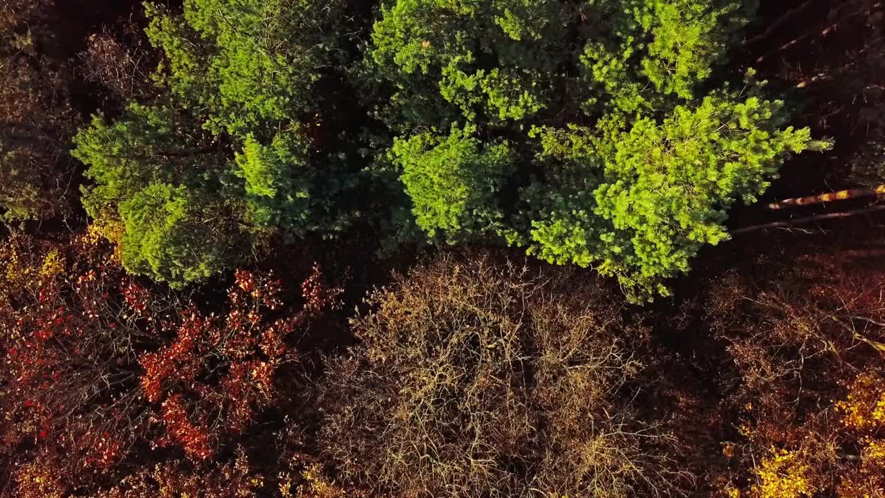 鸟瞰顶部的秋天森林背景视频素材