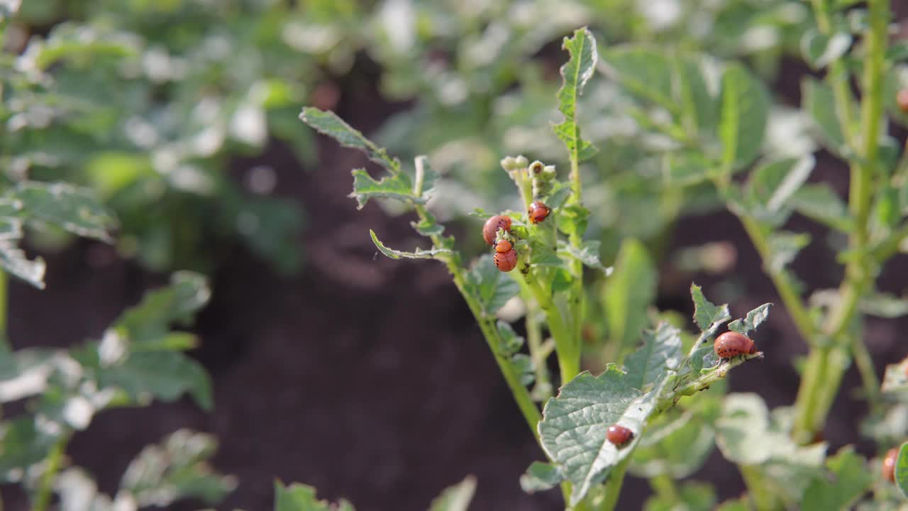 科罗拉多马铃薯甲虫的幼虫吃马铃薯的幼叶视频素材