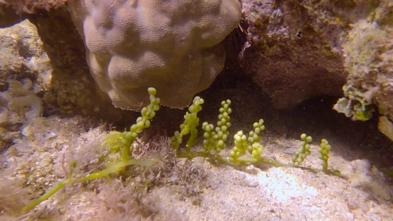 海葡萄的海葡萄(总状蕨)。特写,水下拍摄视频素材