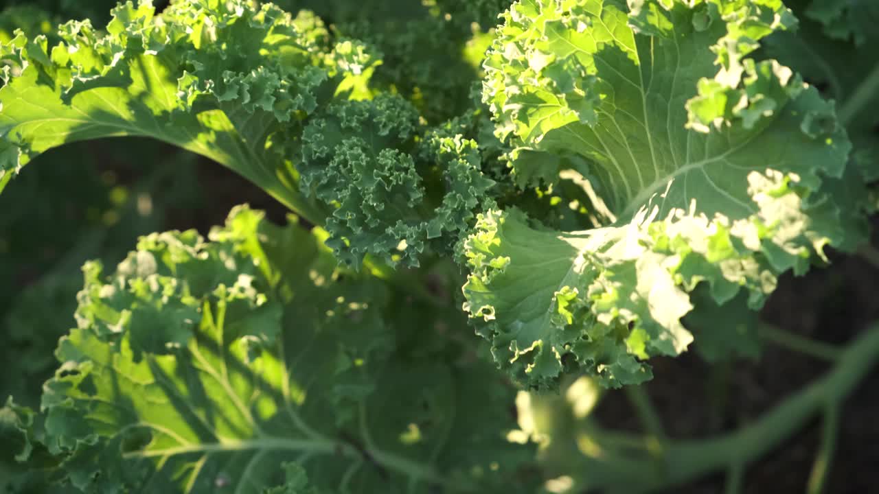 近距离拍摄的甘蓝甘蓝在有机菜园的蔬菜床上。超级食物，永续栽培概念。有选择性的重点。视频素材