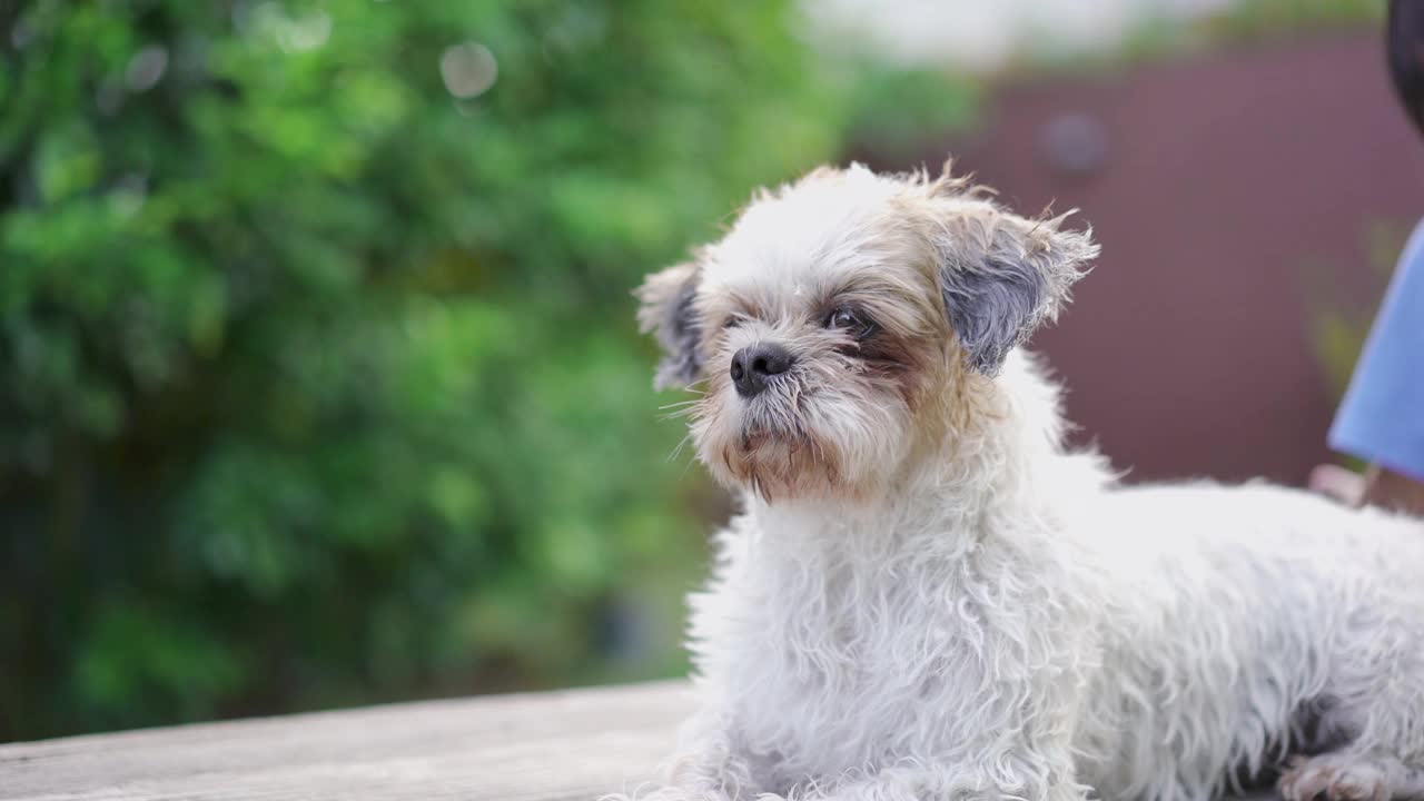 西施犬洗澡后坐在桌子上视频素材