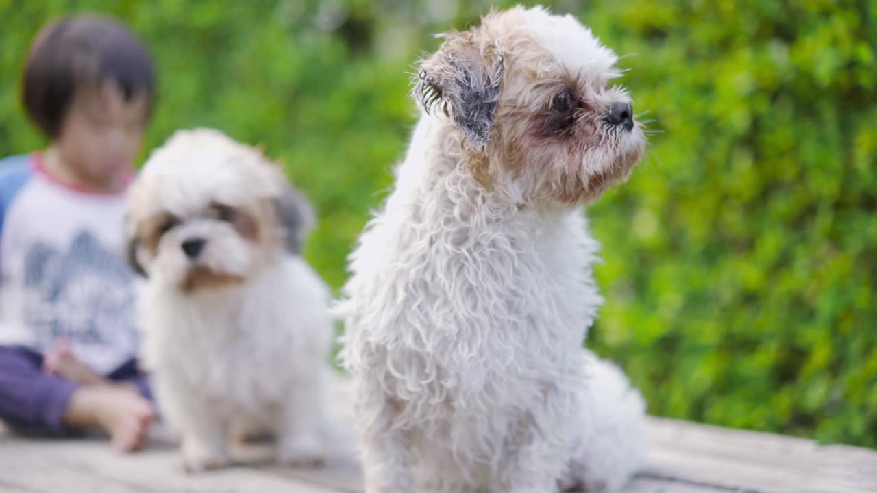 西施犬洗澡后坐在桌子上视频素材