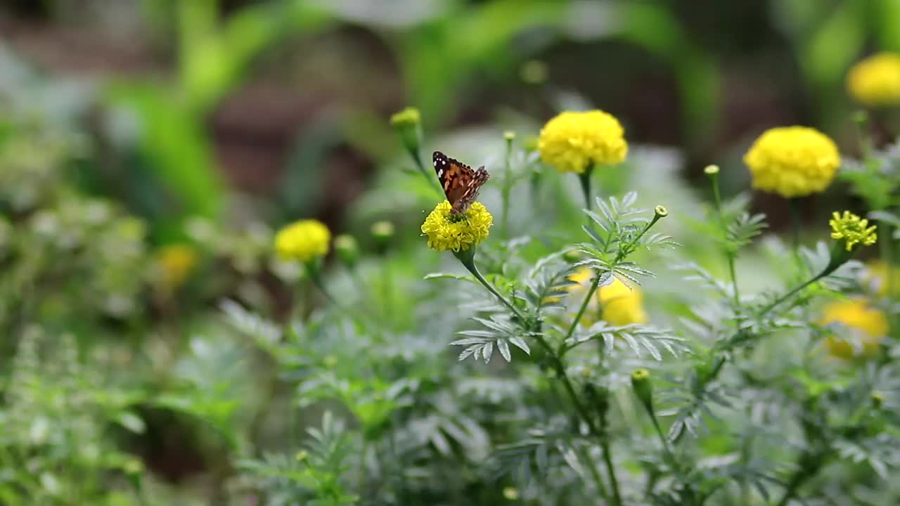 花园里开着黄色的万寿菊视频素材