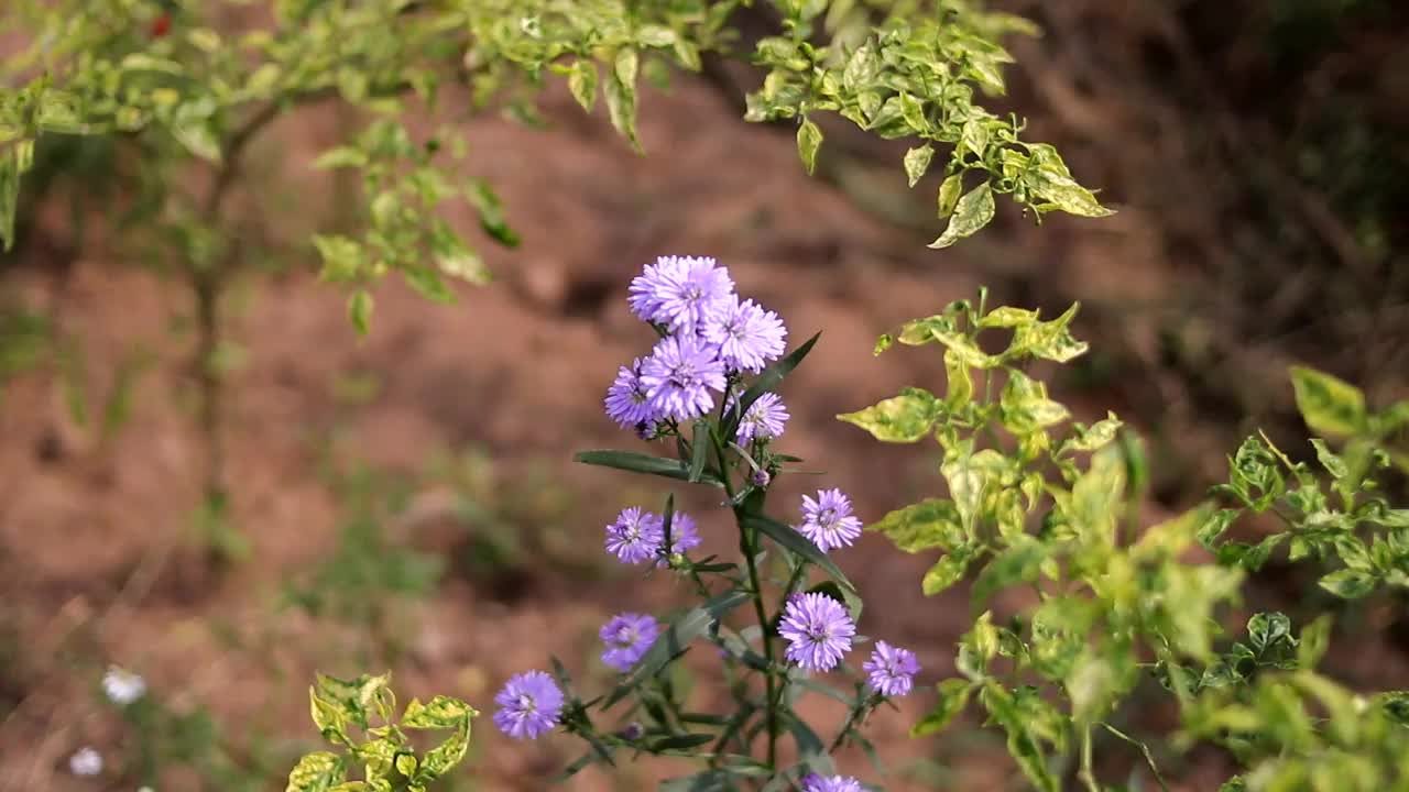 紫罗兰菊花在花园里开放视频下载