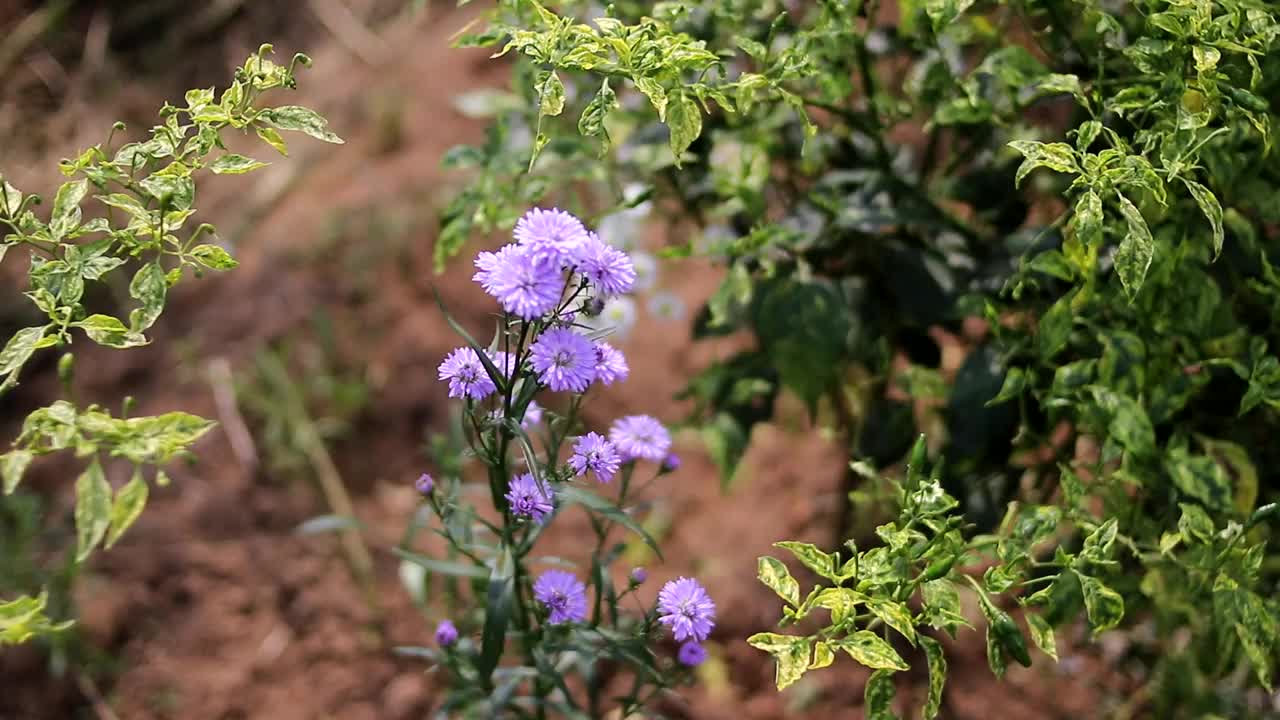 紫罗兰菊花在花园里开放视频素材