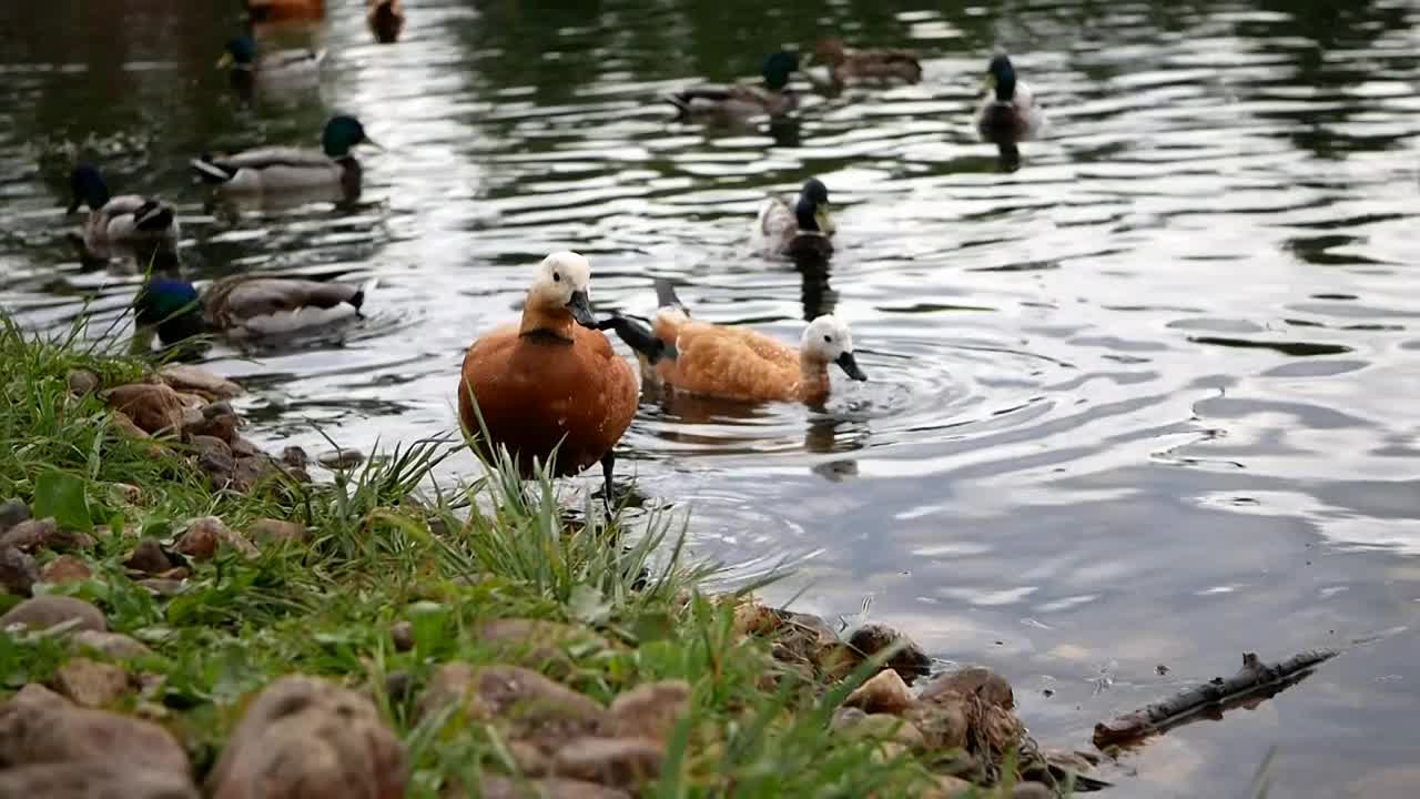 在一个阳光明媚的夏日，一只成年雄性shelduck在一个大城市池塘岸边的绿草地上视频素材