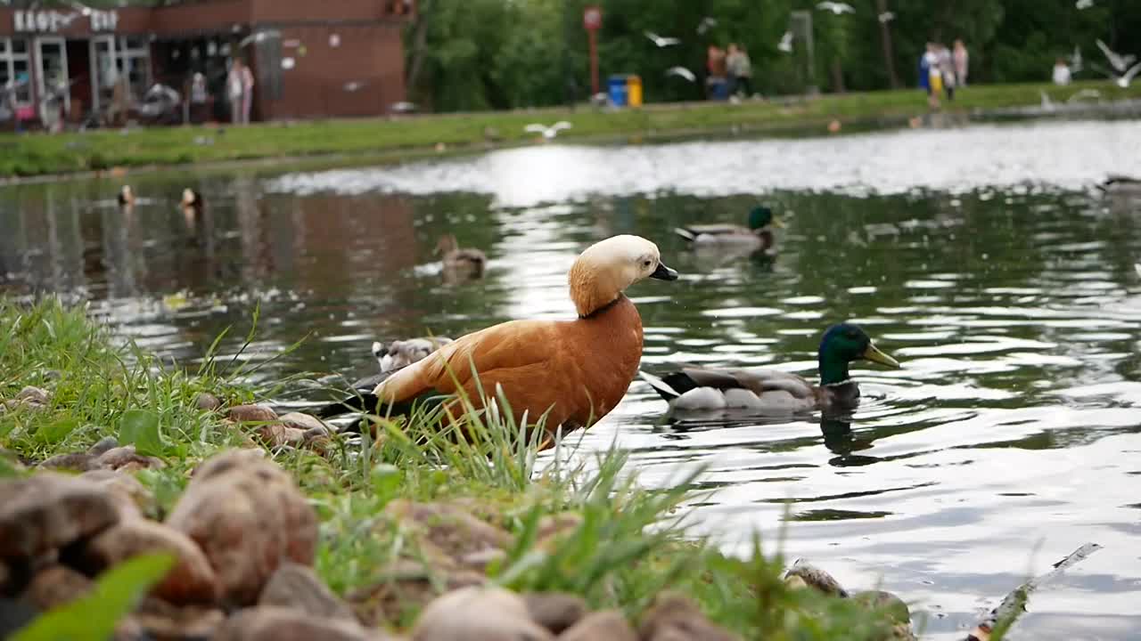 在一个阳光明媚的夏日，一只成年雄性shelduck在一个大城市池塘岸边的绿草地上视频素材