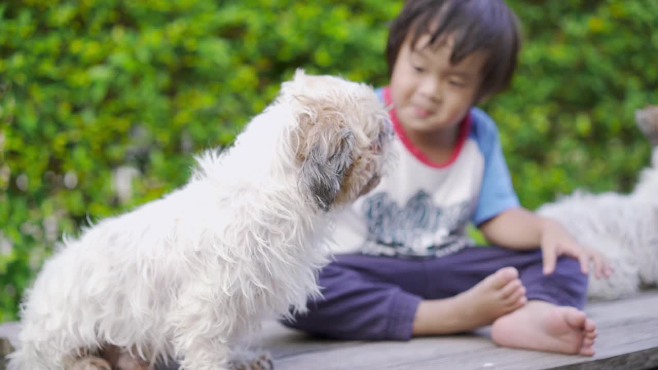 刚学步的男孩淋浴后坐在桌子上，旁边放着西施犬视频素材