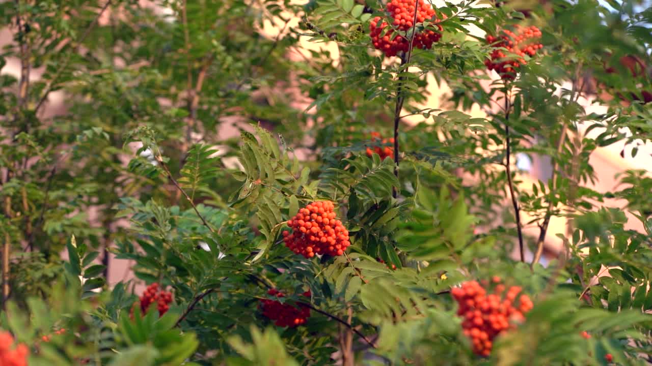 城市公园里树上的花楸浆果。绿色叶子背景上的一串串山楂。视频素材