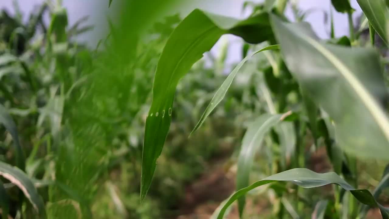 在阳光明媚的日子里走过玉米地视频素材