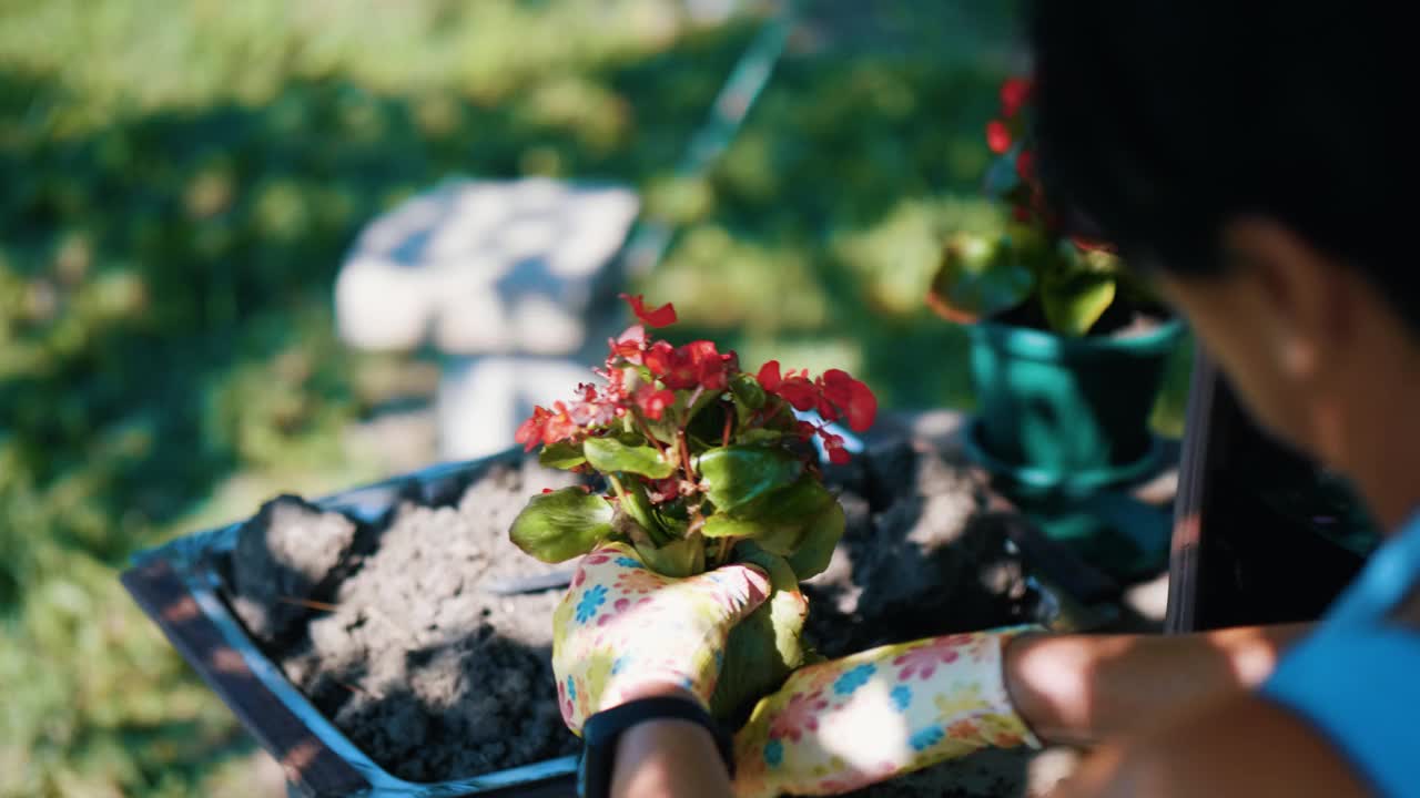 老奶奶在院子里种花。在花园里种花。在花盆里种花的过程。视频素材