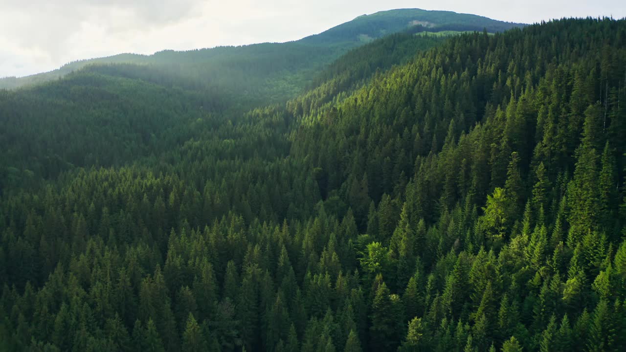 山山谷山树木森林松树太阳日落自然植物视频素材