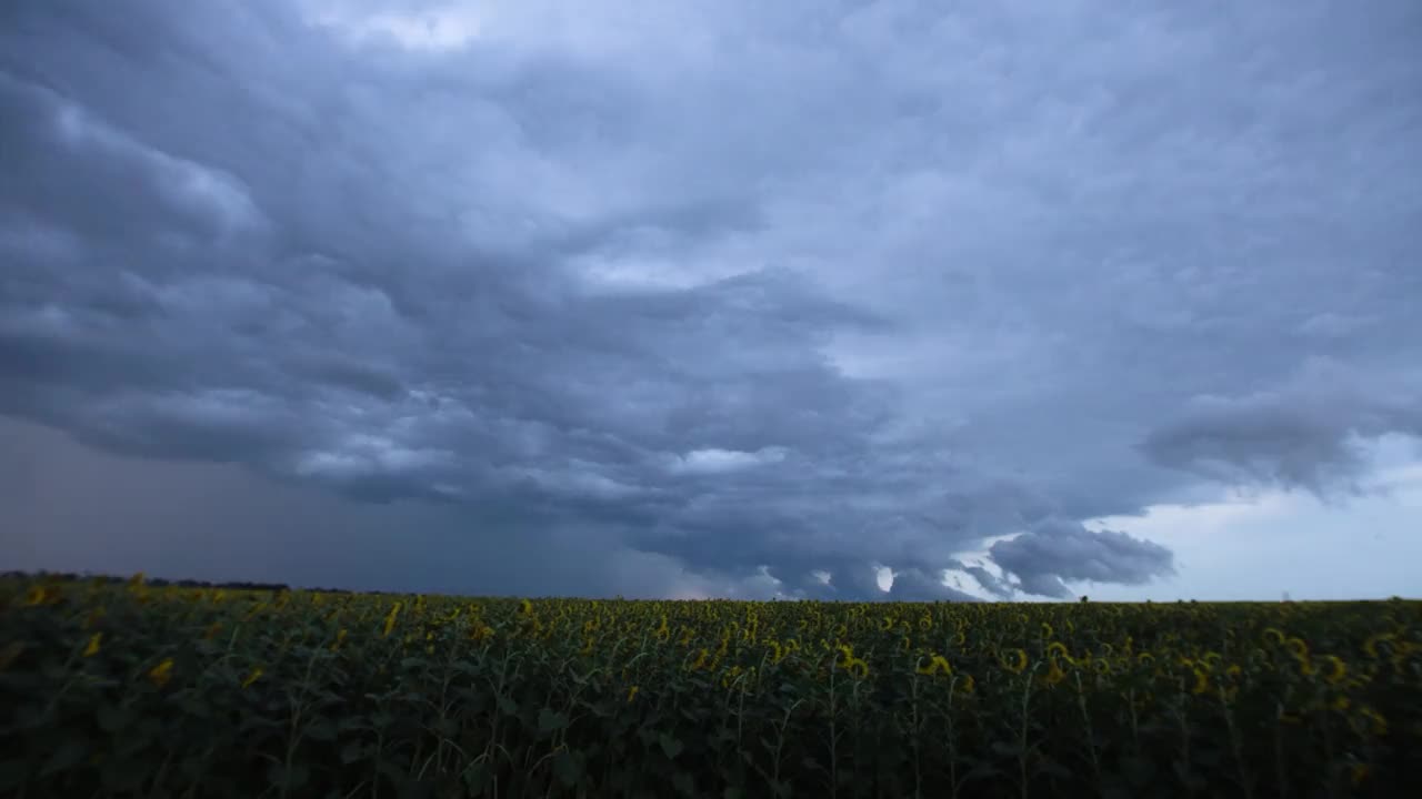 延时。傍晚，美丽的雷雨伴随着云层和闪电掠过一片向日葵盛开的田野。视频素材