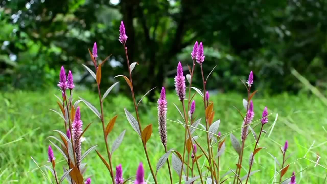 鸡冠花群视频素材