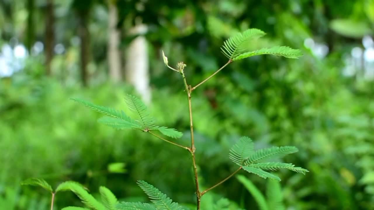 害羞的公主植物(含羞草)视频素材