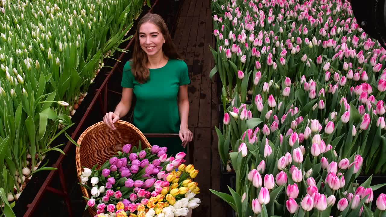 穿着绿色衣服的女孩在郁金香花房里工作视频素材