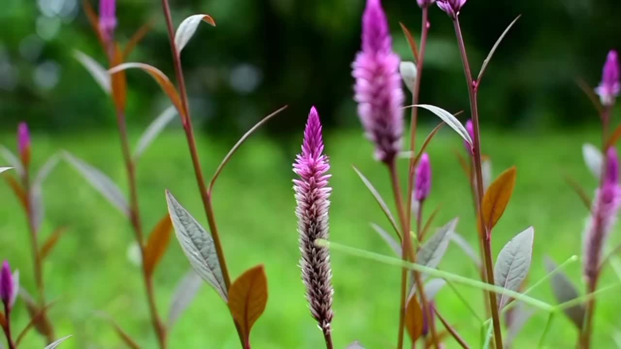 群鸡冠花，背景模糊。视频素材