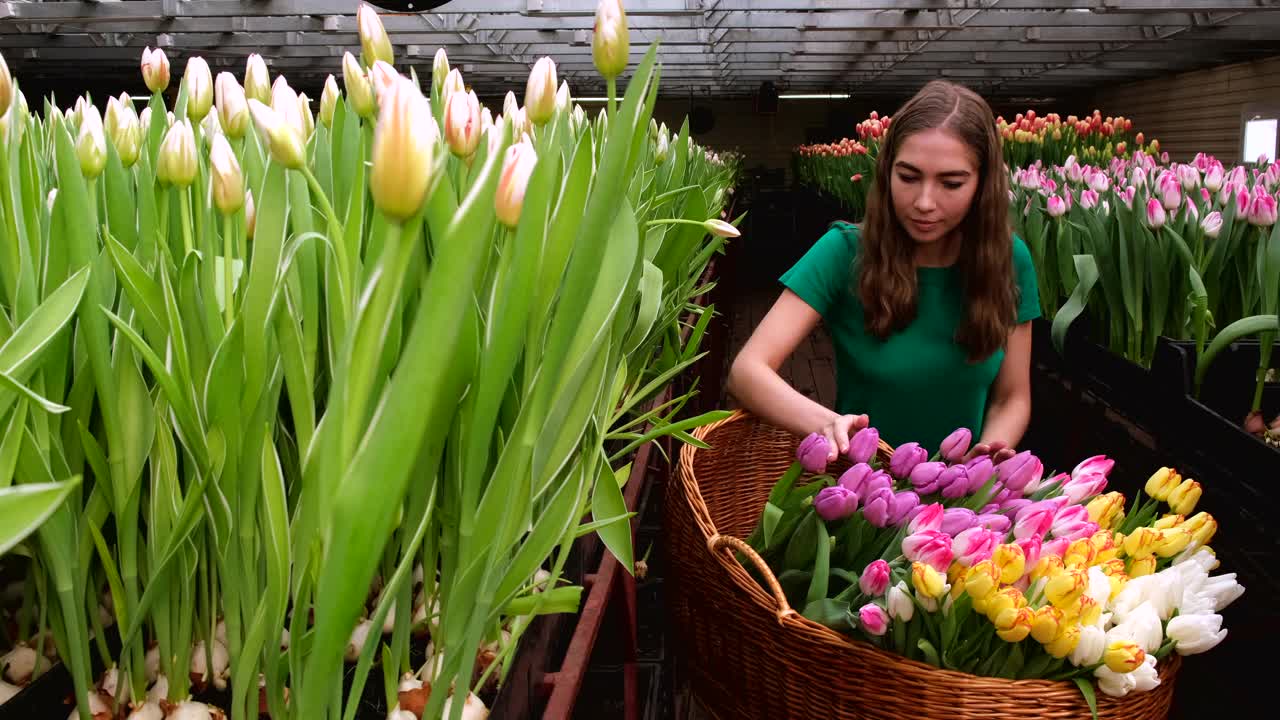 穿着绿色衣服的女孩在郁金香花房里工作视频素材