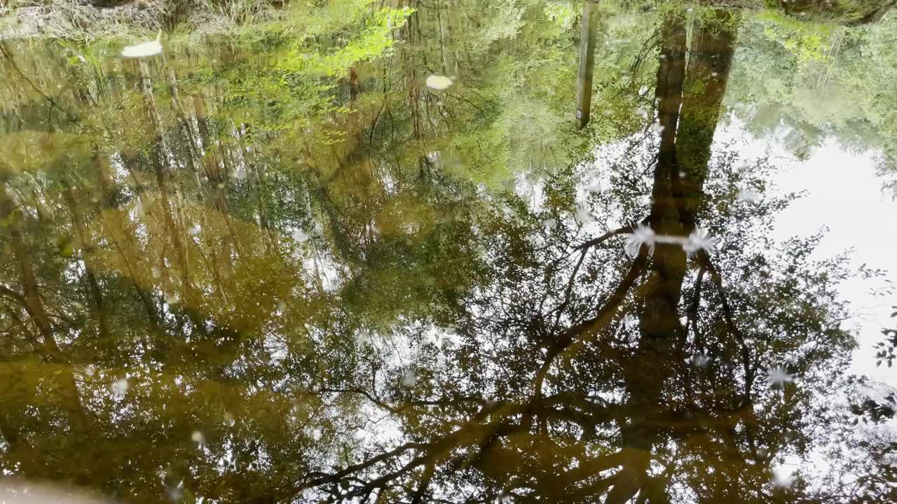 倒影在水里。一个女人走在树林里。系列的一部分。视频素材