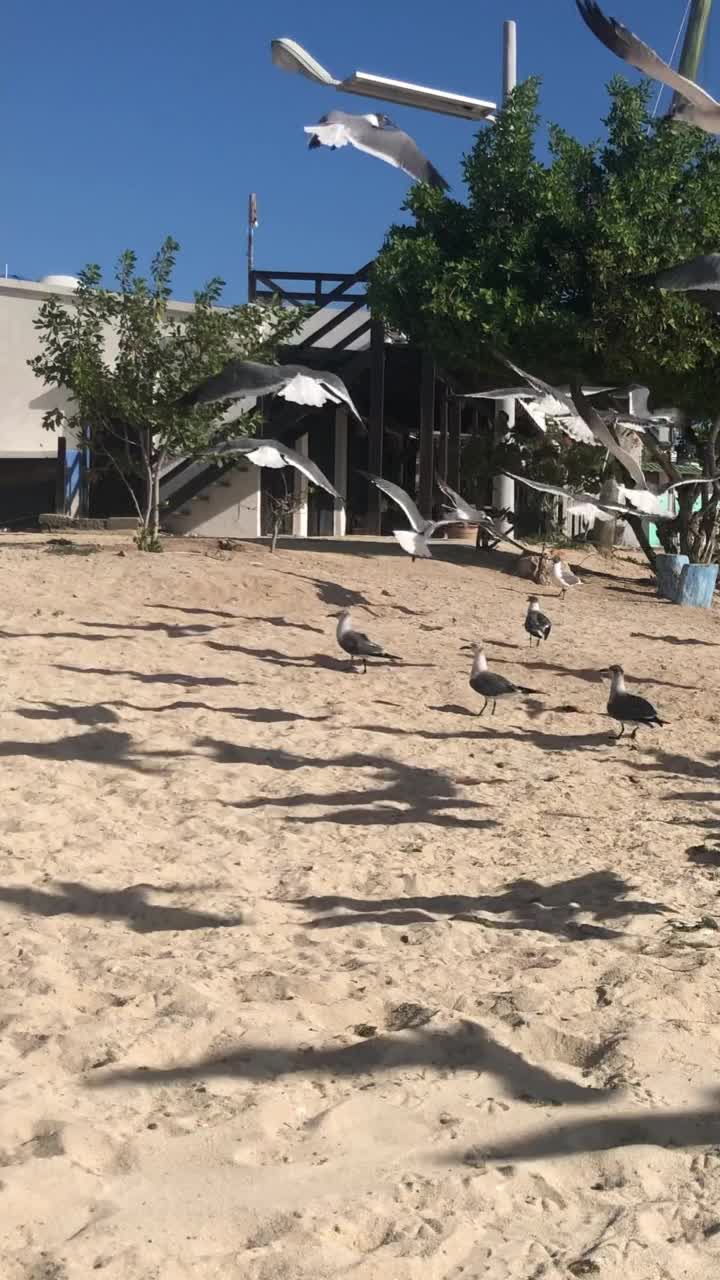 一群海鸥在加勒比海海滩上疯狂觅食的慢动作镜头视频素材