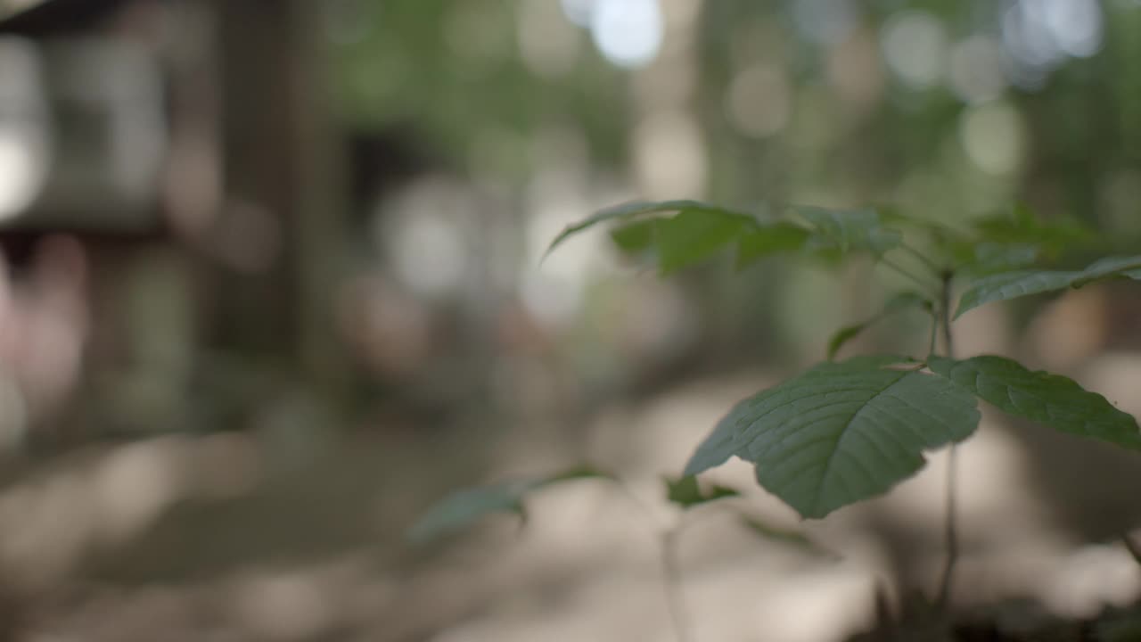 中等角度的下等舱或木屋在树林中与房车或拖车连接。附在拖车上的小木门廊。相机架聚焦到叶子在fg。视频素材