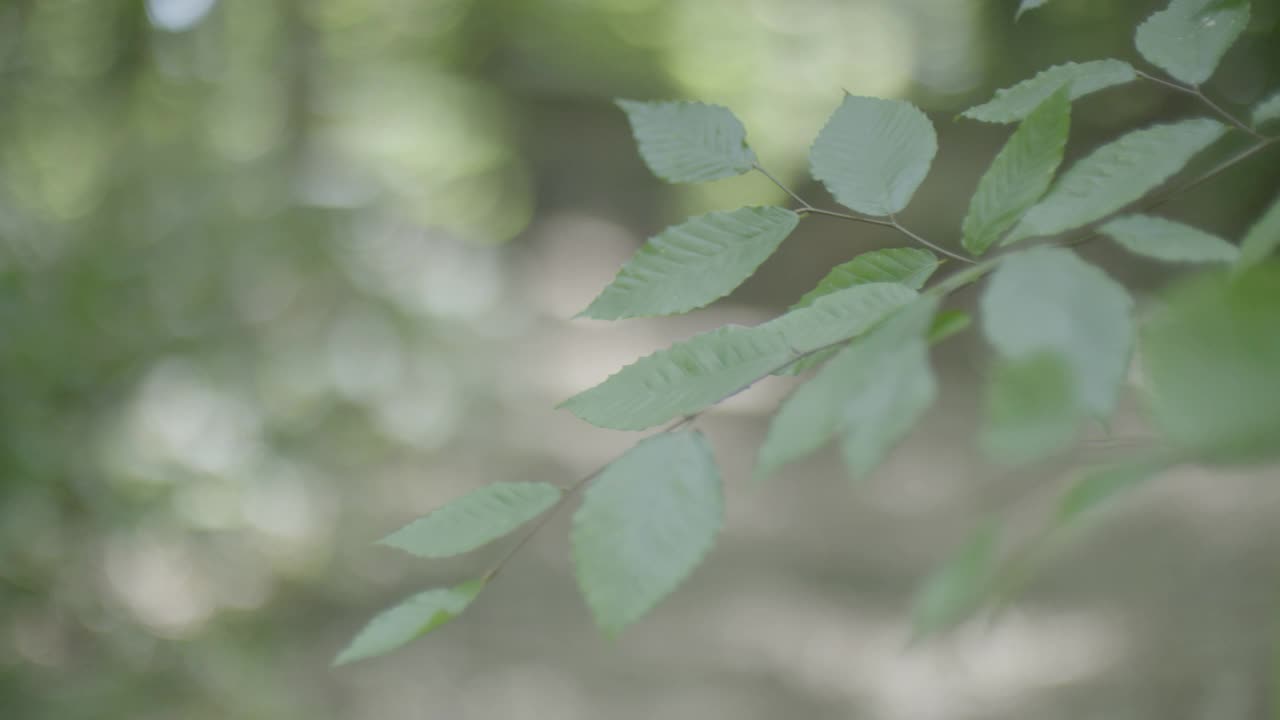 树枝或灌木上的叶子的中等角度。相机架聚焦于两个人在树林中走向相机。在bg可见的房子、小屋或棚屋。视频素材