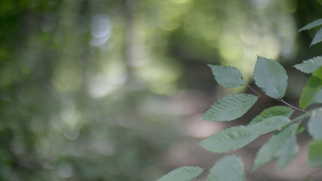 树枝或灌木上的叶子的中等角度。相机架聚焦于两个人在树林中走向相机。在bg可见的房子、小屋或棚屋。视频素材