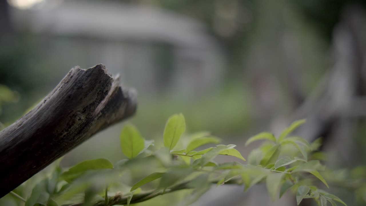 中等角度的木屋、房子或木棚子，有铁皮屋顶。可能是温室。女人喜欢打理花园。森林和树木在bg可见。可能是公社。相机架聚焦在树枝上的叶子在fg。视频素材