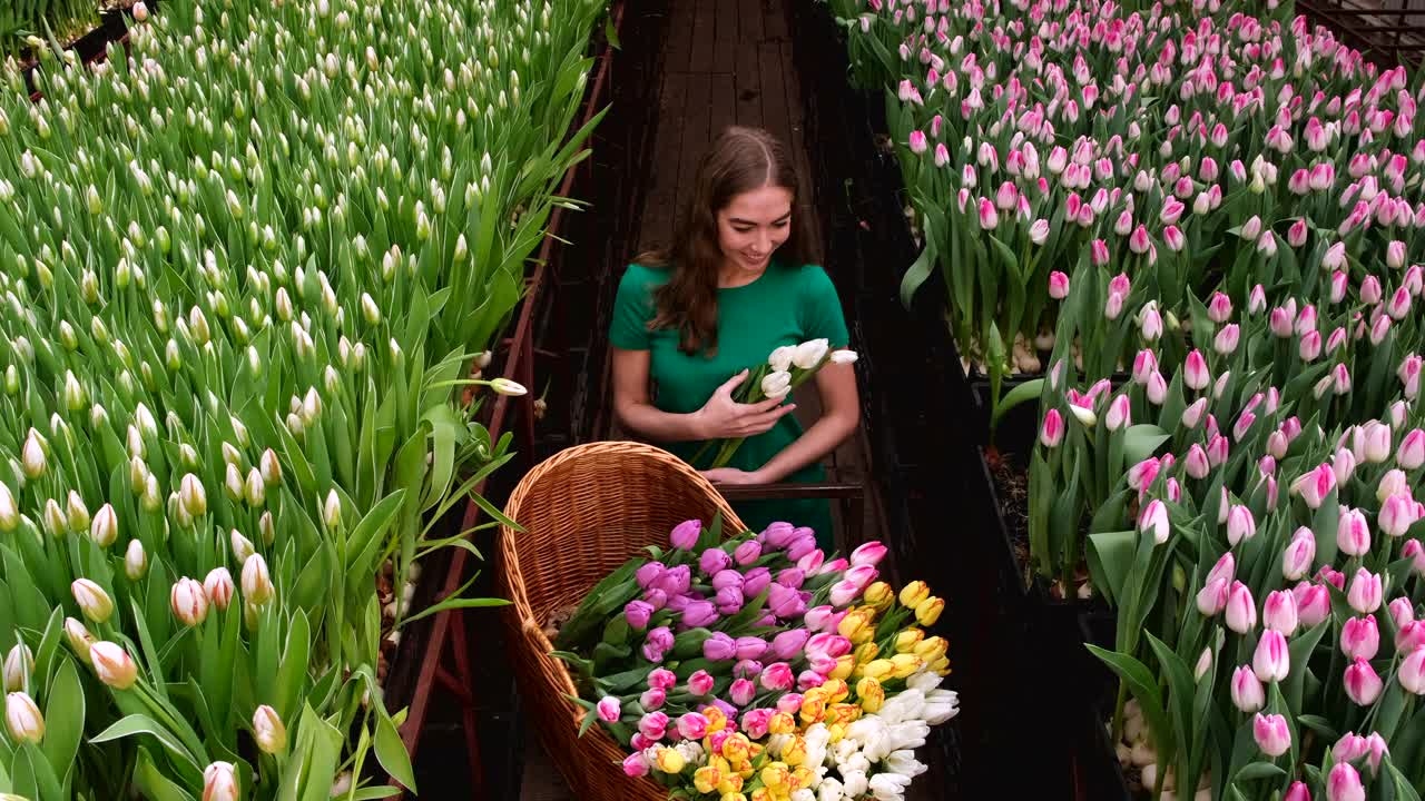 穿着绿色衣服的女孩在郁金香花房里工作视频素材